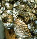 zebra mussel image